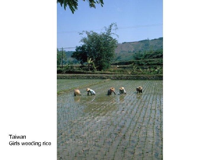 Taiwan Girls weeding rice 