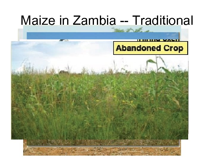 Maize in Zambia -- Traditional 