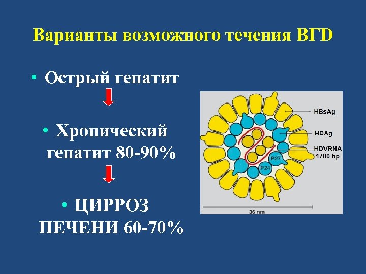 Варианты возможного течения ВГD • Острый гепатит • Хронический гепатит 80 -90% • ЦИРРОЗ