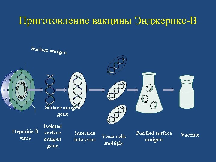 Приготовление вакцины Энджерикс-B Surface an t igen Surface antigen gene Isolated Hepatitis B surface