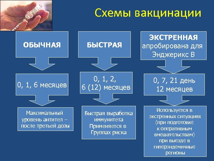  Схемы вакцинации ОБЫЧНАЯ БЫСТРАЯ ЭКСТРЕННАЯ апробирована для Энджерикс В 0, 1, 6 месяцев