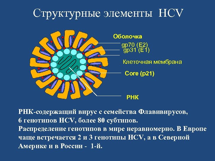 Структурные элементы HCV Оболочка gp 70 (E 2) gp 31 (E 1) Клеточная мембрана