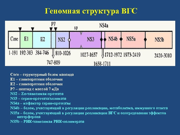 Геномная структура ВГС Core – структурный белок капсида Е 1 – гликопротеин оболочки Е