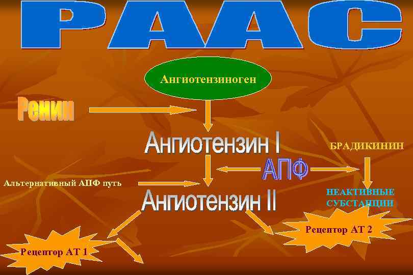 Ангиотензиноген БРАДИКИНИН Альтернативный АПФ путь НЕАКТИВНЫЕ СУБСТАНЦИИ Рецептор АТ 2 Рецептор АТ 1 
