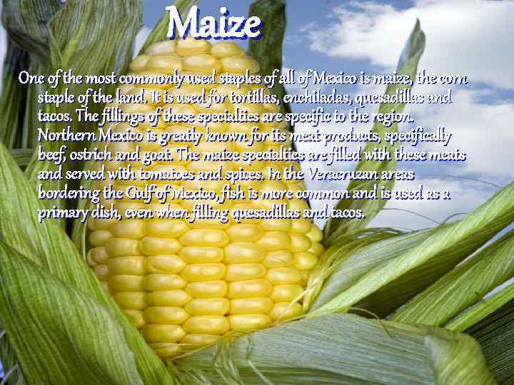 Maize One of the most commonly used staples of all of Mexico is maize,