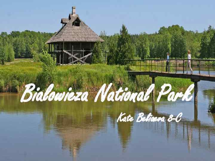 Bialowieza National Park Kate Beliaeva 8 -C 