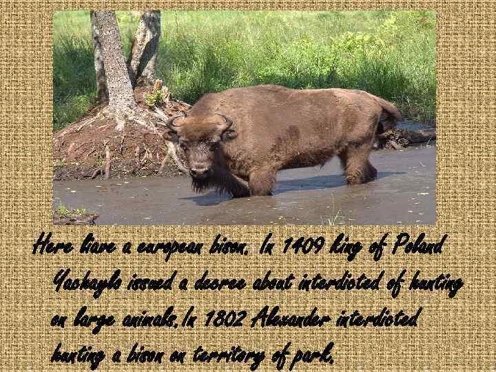 Here liave a european bison. In 1409 king of Poland Yachaylo issued a decree