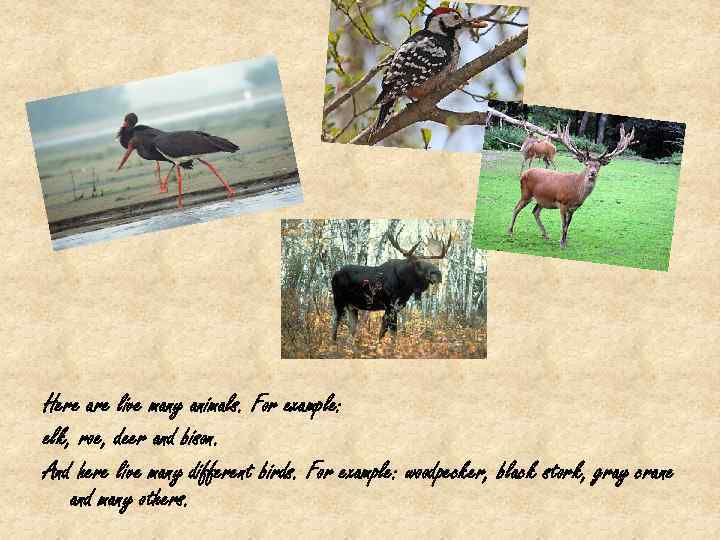 Here are live many animals. For example: elk, roe, deer and bison. And here