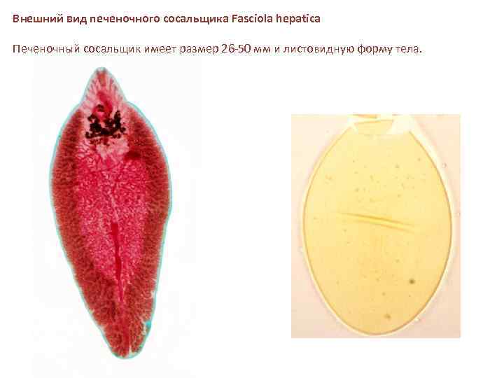 Внешний вид печеночного сосальщика Fasciola hepatica Печеночный сосальщик имеет размер 26 50 мм и