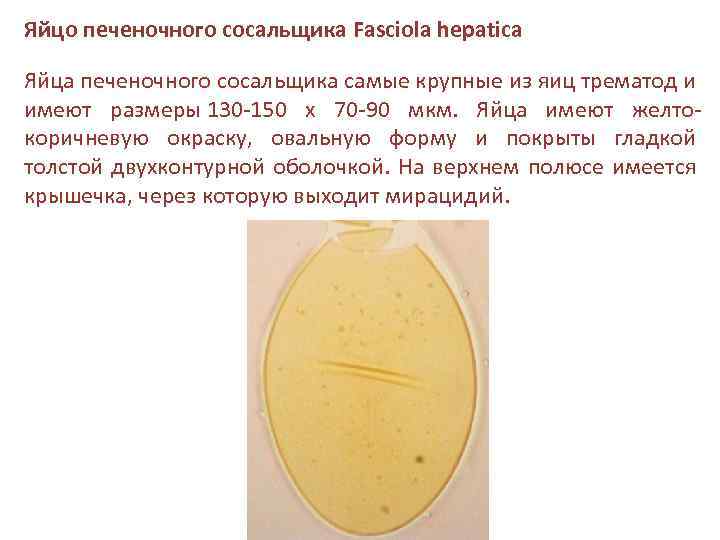 Яйцо печеночного сосальщика Fasciola hepatica Яйца печеночного сосальщика самые крупные из яиц трематод и