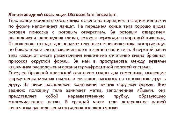 Ланцетовидный сосальщик Dicrocoelium lanceatum Тело ланцетовидного сосальщика сужено на переднем и заднем концах и