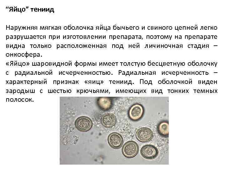 Укажите какой цифрой на рисунке обозначены эритроциты лягушки а какой эритроциты человека