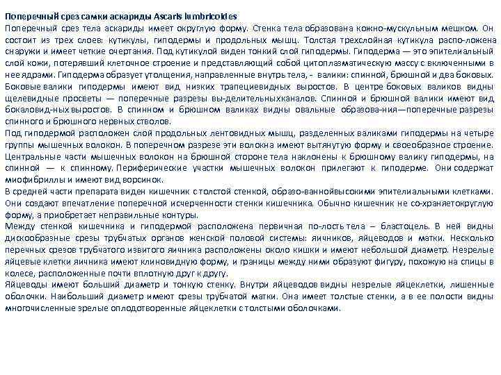 Поперечный срез самки аскариды Ascaris lumbricoides Поперечный срез тела аскариды имеет округлую форму. Стенка