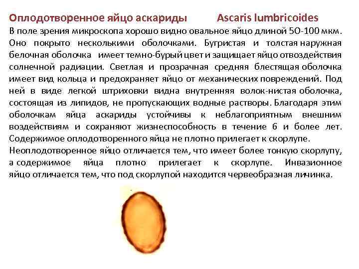Оплодотворенное яйцо аскариды Ascaris lumbricoides В поле зрения микроскопа хорошо видно овальное яйцо длиной