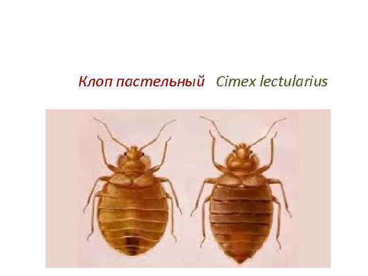 Клоп пастельный Cimex lectularius 