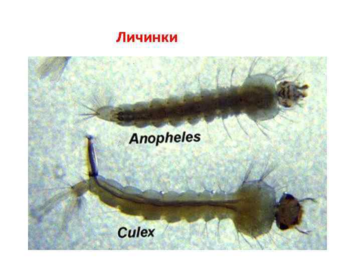 Личинки 