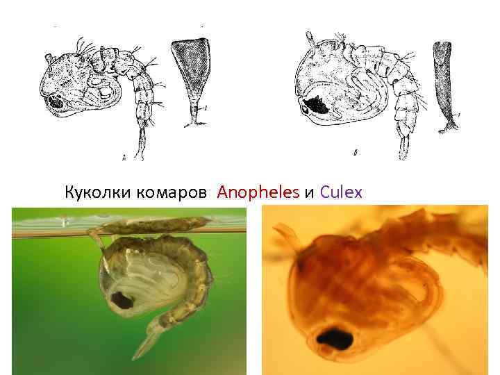 Куколки комаров Anopheles и Culex 