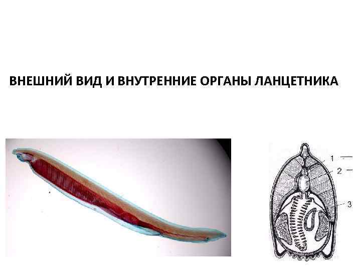 ВНЕШНИЙ ВИД И ВНУТРЕННИЕ ОРГАНЫ ЛАНЦЕТНИКА 