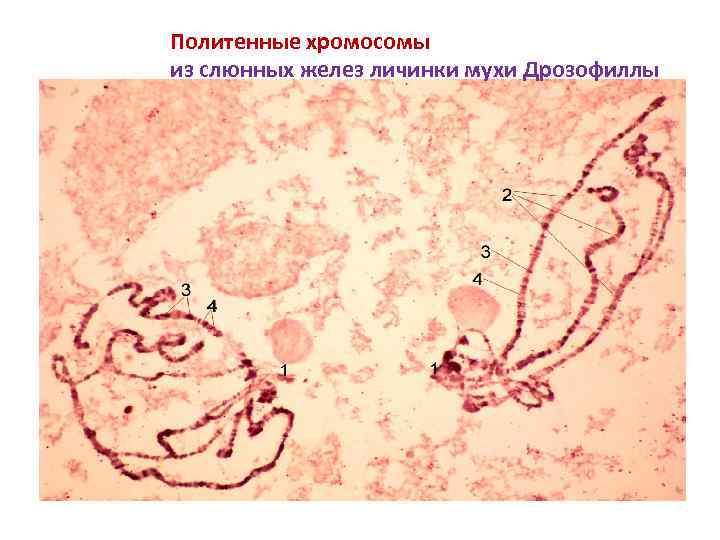 Политенные хромосомы из слюнных желез личинки мухи Дрозофиллы 