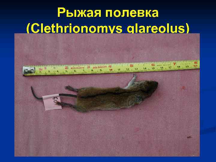 Рыжая полевка (Сlethrionomys glareolus) 