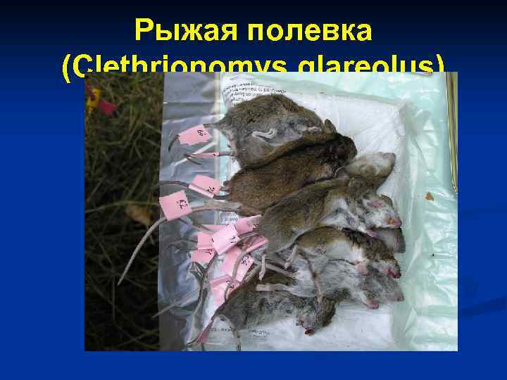 Рыжая полевка (Сlethrionomys glareolus) 