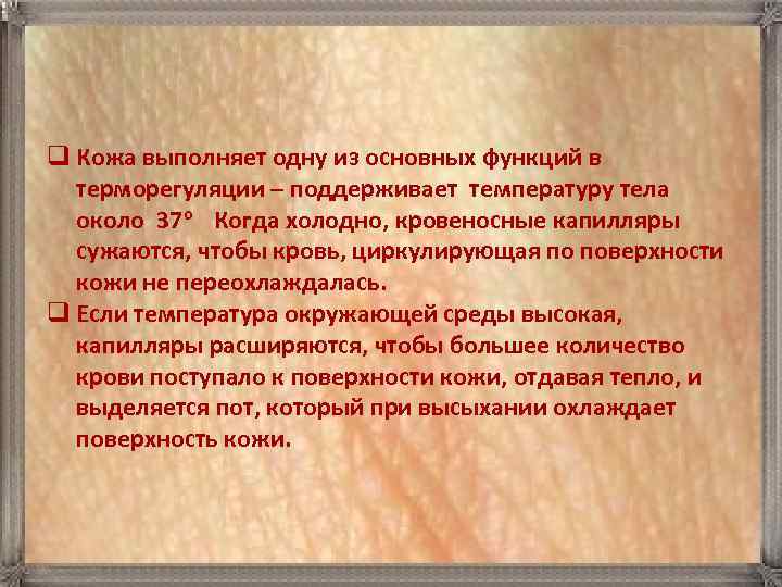 q Кожа выполняет одну из основных функций в терморегуляции – поддерживает температуру тела около