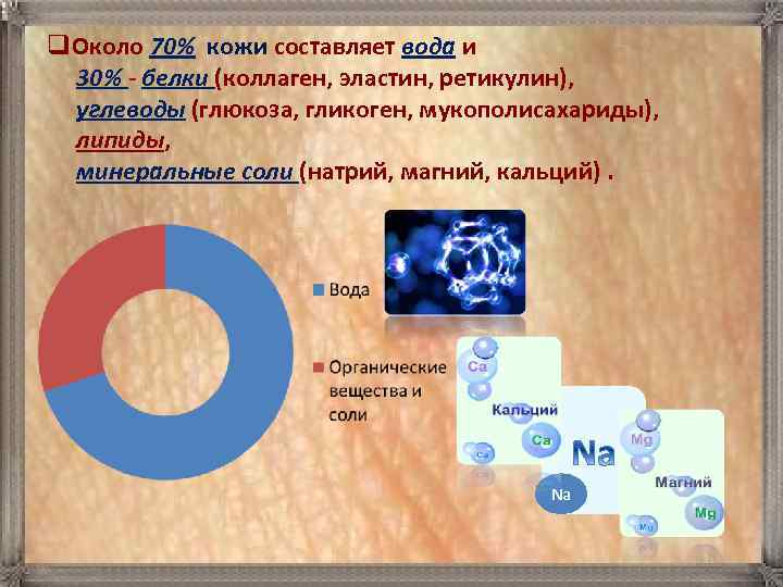 q. Около 70% кожи составляет вода и 30% - белки (коллаген, эластин, ретикулин), углеводы