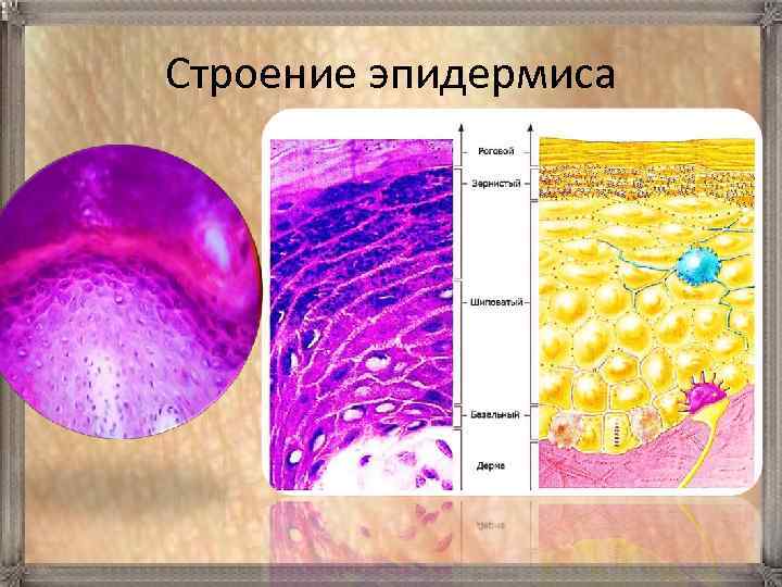 Строение эпидермиса 