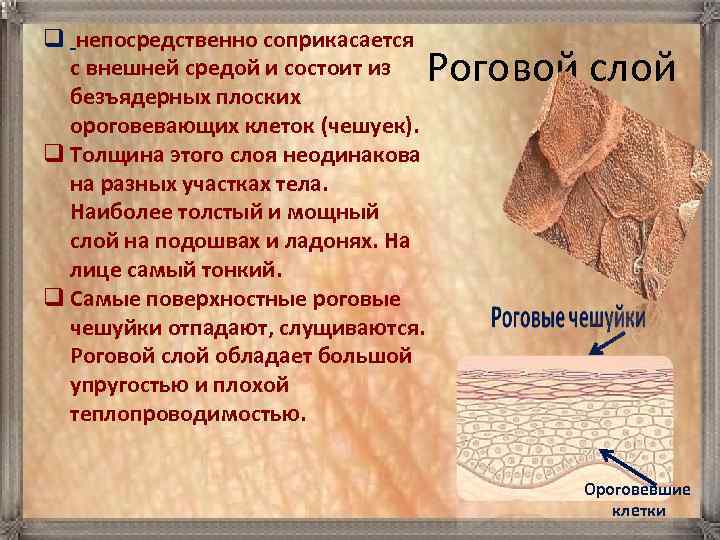 q непосредственно соприкасается с внешней средой и состоит из безъядерных плоских ороговевающих клеток (чешуек).