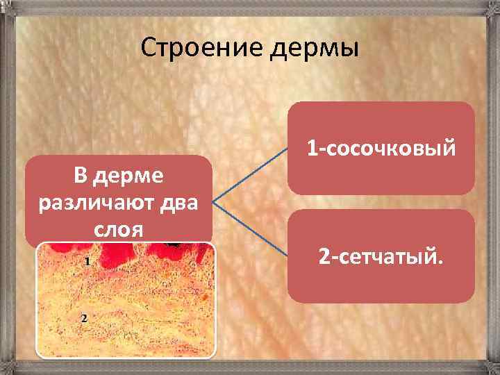 Строение дермы В дерме различают два слоя 1 -сосочковый 2 -сетчатый. 