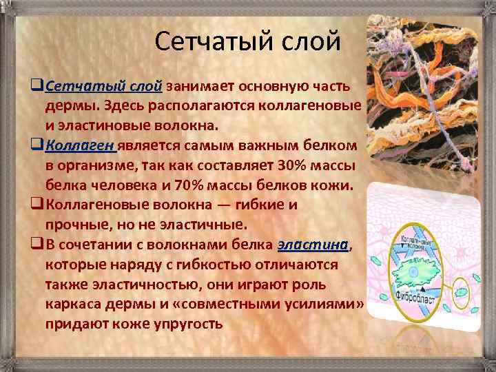 Сетчатый слой q. Сетчатый слой занимает основную часть дермы. Здесь располагаются коллагеновые и эластиновые