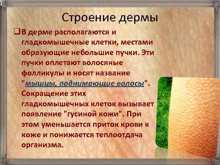 Строение дермы q В дерме располагаются и гладкомышечные клетки, местами образующие небольшие пучки. Эти
