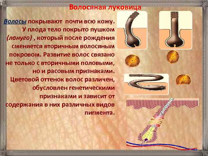 Волосяная луковица Волосы покрывают почти всю кожу. У плода тело покрыто пушком (лануго) ,