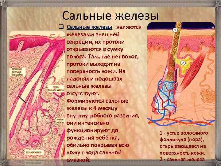 Сальные железы q Сальные железы являются железами внешней секреции, их протоки открываются в сумку