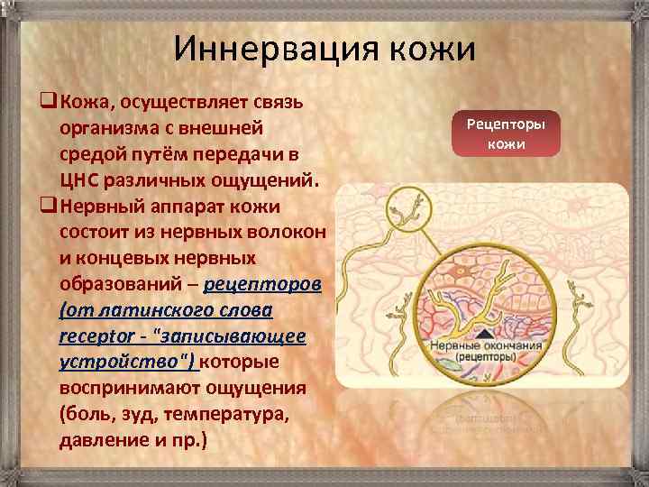 Иннервация кожи q. Кожа, осуществляет связь организма с внешней средой путём передачи в ЦНС