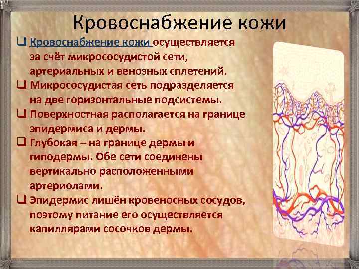 Кровоснабжение кожи q Кровоснабжение кожи осуществляется за счёт микрососудистой сети, артериальных и венозных сплетений.