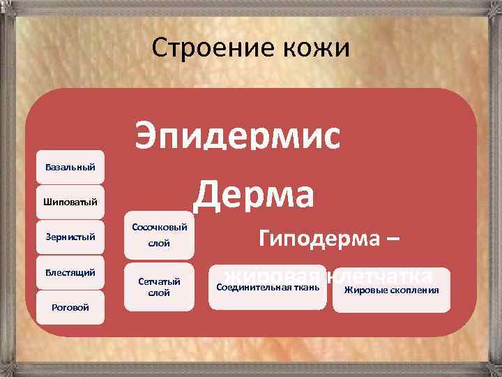 Строение кожи Эпидермис Дерма Базальный Шиповатый Зернистый Блестящий Роговой Сосочковый слой Сетчатый слой Гиподерма