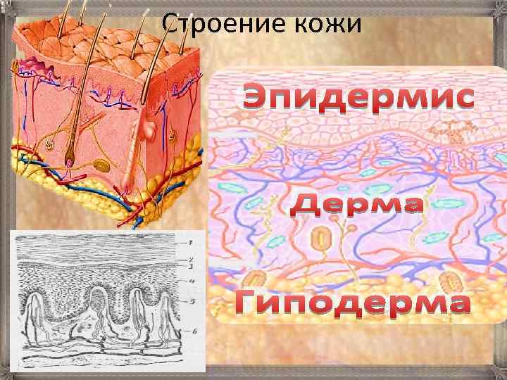 Строение кожи 