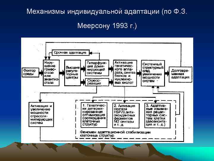 Индивидуальной адаптации