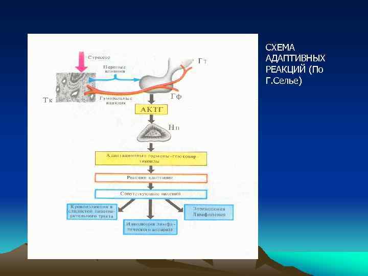 СХЕМА АДАПТИВНЫХ РЕАКЦИЙ (По Г. Селье) 