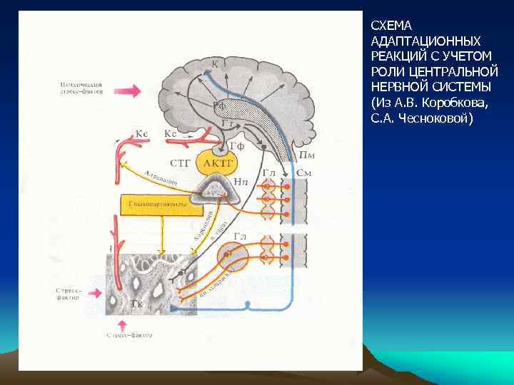 СХЕМА АДАПТАЦИОННЫХ РЕАКЦИЙ С УЧЕТОМ РОЛИ ЦЕНТРАЛЬНОЙ НЕРВНОЙ СИСТЕМЫ (Из А. В. Коробкова, С.