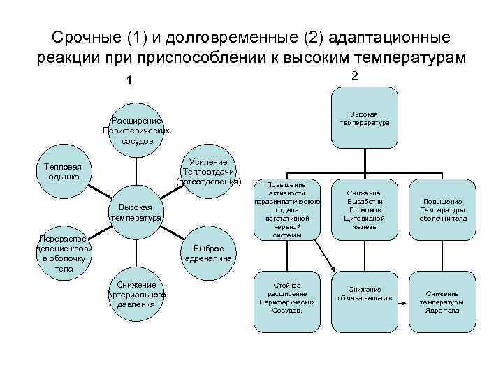 Срочные (1) и долговременные (2) адаптационные реакции приспособлении к высоким температурам 2 1 Высокая