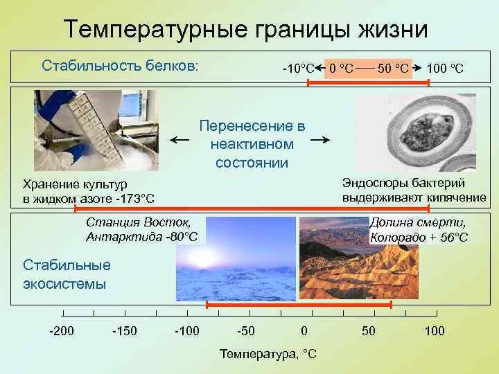 Температурные границы жизни Стабильность белков: -10ºC 0 ºC 50 ºC 100 ºC Перенесение в
