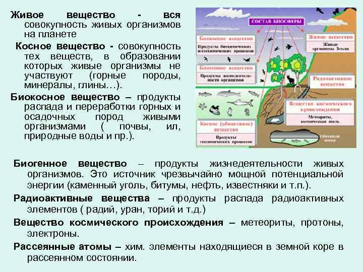 Живое вещество вся совокупность живых организмов на планете Косное вещество - совокупность тех веществ,