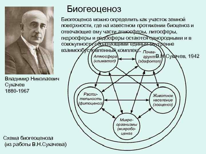 Биогеоценоз можно определить как участок земной поверхности, где на известном протяжении биоценоз и отвечающие