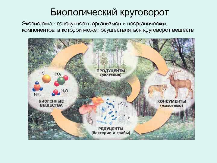 Биологический круговорот Экосистема - совокупность организмов и неорганических компонентов, в которой может осуществляться круговорот