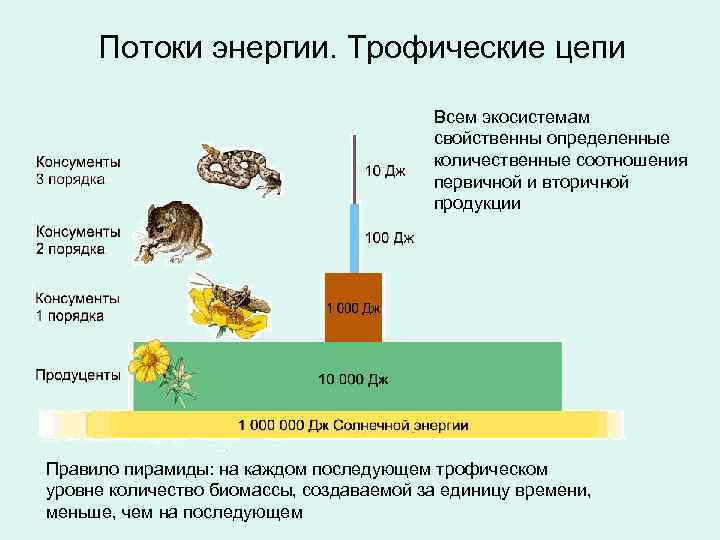 Изначальным источником энергии в большинстве экосистем служат