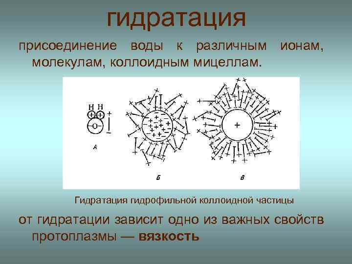 гидратация присоединение воды к различным ионам, молекулам, коллоидным мицеллам. Гидратация гидрофильной коллоидной частицы от