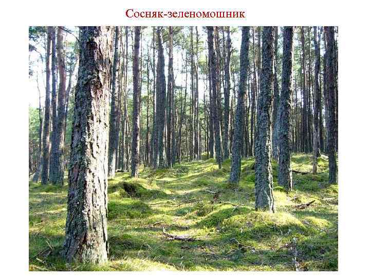 Сосняк-зеленомошник 