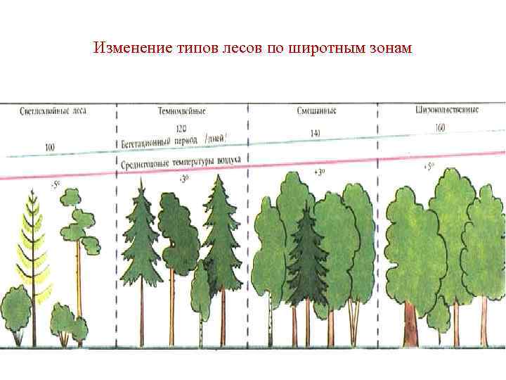 Общий вид леса таблица